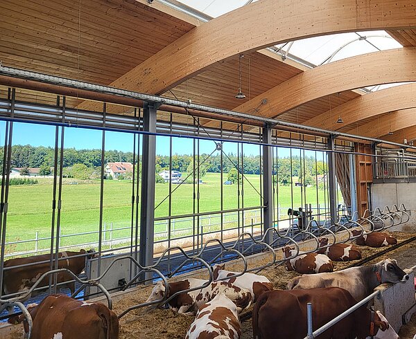 Kühe stehen im Stall